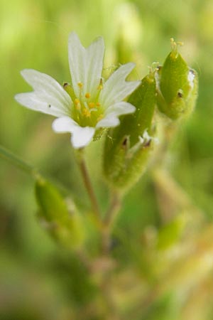 Cerastium dubium \ Klebriges Hornkraut / Mouse-Ear, D Lampertheim 6.5.2011