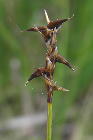 Carex davalliana \ Davalls Segge, Torf-Segge / Turf Sedge, Bath Sedge, D Graben-Neudorf 10.5.2011