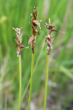 Carex davalliana \ Davalls Segge, Torf-Segge / Turf Sedge, Bath Sedge, D Graben-Neudorf 10.5.2011