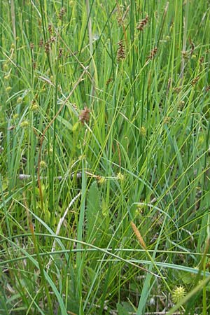 Carex davalliana \ Davalls Segge, Torf-Segge / Turf Sedge, Bath Sedge, D Graben-Neudorf 10.5.2011