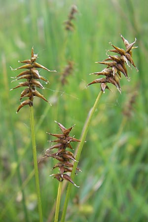 Carex davalliana \ Davalls Segge, Torf-Segge / Turf Sedge, Bath Sedge, D Graben-Neudorf 10.5.2011