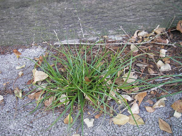 Carex polyphylla / Berkeley Sedge, Grassland Sedge, D Karlsruhe 29.10.2011