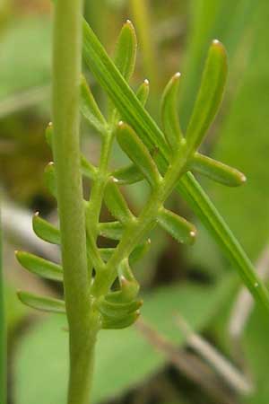 Cardamine dentata \ Zahn-Schaumkraut / White Cuckoo Bitter-Cress, D Andechs 5.5.2012