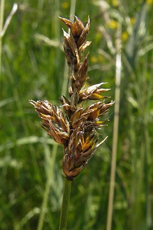 Carex disticha \ Zweizeilige Segge / Brown Sedge, Two-Ranked Sedge, D Pfalz, Bellheim 29.5.2012