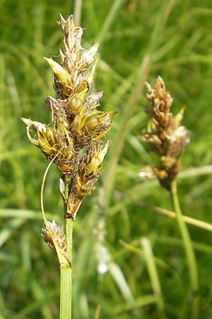 Carex disticha \ Zweizeilige Segge / Brown Sedge, Two-Ranked Sedge, D Pfalz, Bellheim 29.5.2012