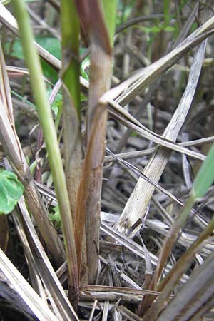 Carex disticha \ Zweizeilige Segge / Brown Sedge, Two-Ranked Sedge, D Pfalz, Bellheim 29.5.2012