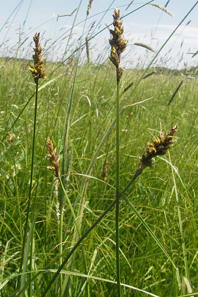 Carex disticha \ Zweizeilige Segge / Brown Sedge, Two-Ranked Sedge, D Pfalz, Bellheim 29.5.2012