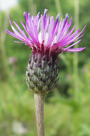 Carduus defloratus / Alpine Thistle, D Neuburg an der Donau 8.6.2012