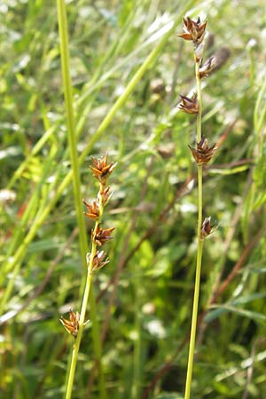 Carex polyphylla / Berkeley Sedge, Grassland Sedge, D Mannheim 24.7.2012