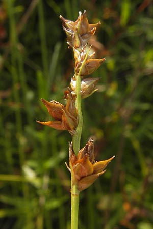 Carex spicata \ Stachel-Segge, Korkfrchtige Segge / Spicate Sedge, Prickly Sedge, D Mannheim 26.7.2012