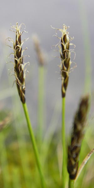 Carex davalliana \ Davalls Segge, Torf-Segge / Turf Sedge, Bath Sedge, D Weinheim an der Bergstraße, Botan. Gar.  Hermannshof 1.5.2013