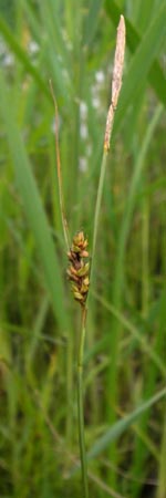 Carex distans \ Entfernthrige Segge, Lcken-Segge, D Philippsburg 26.6.2013