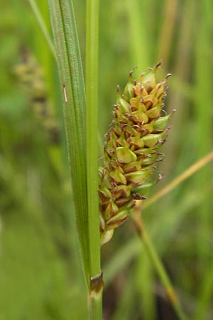 Carex distans \ Entfernthrige Segge, Lcken-Segge / Distant Sedge, D Philippsburg 26.6.2013
