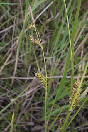 Carex distans \ Entfernthrige Segge, Lcken-Segge, D Philippsburg 26.6.2013