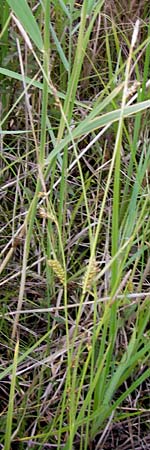 Carex distans \ Entfernthrige Segge, Lcken-Segge / Distant Sedge, D Philippsburg 26.6.2013