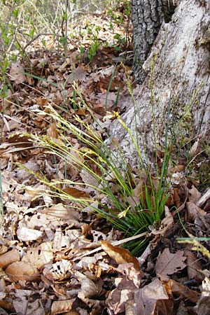 Carex digitata \ Finger-Segge / Fingered Sedge, D Obernzell an der Donau 30.3.2014