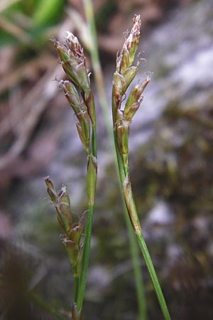 Carex digitata \ Finger-Segge / Fingered Sedge, D Obernzell an der Donau 30.3.2014