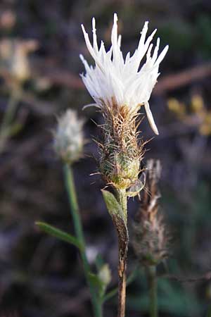 Centaurea diffusa \ Sparrige Flockenblume, D Mannheim 23.9.2014