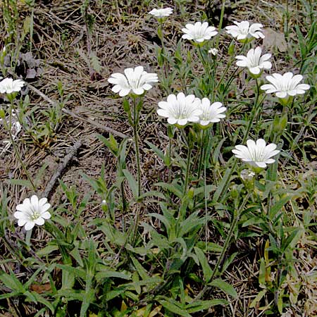 Cerastium arvense \ Acker-Hornkraut / Field Mouse-Ear, D Schwetzingen 4.5.2006