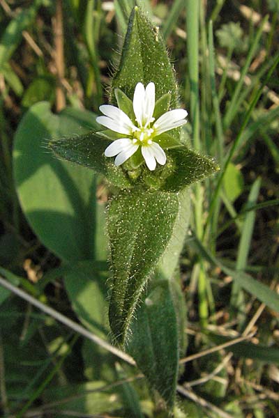 Cerastium holosteoides \ Gewhnliches Hornkraut / Common Mouse-Ear, D Werbach 6.5.2006