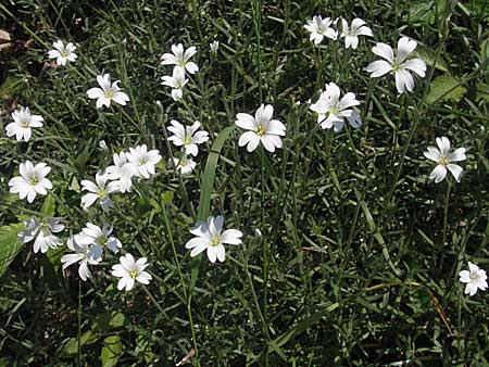 Cerastium arvense \ Acker-Hornkraut, D Bruchsal 7.5.2006