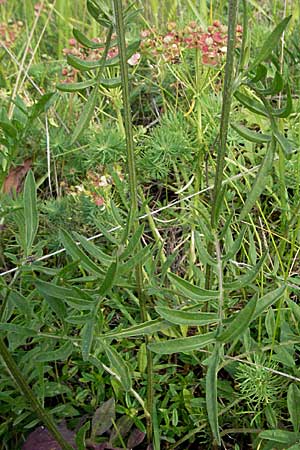 Centaurea scabiosa / Greater Knapweed, D Neuleiningen 16.6.2006