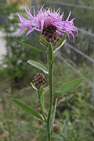 Centaurea jacea \ Wiesen-Flockenblume, D Weinheim an der Bergstraße 20.6.2006