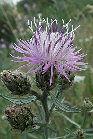 Centaurea stoebe \ Rispen-Flockenblume / Panicled Knapweed, D Mannheim 6.7.2006