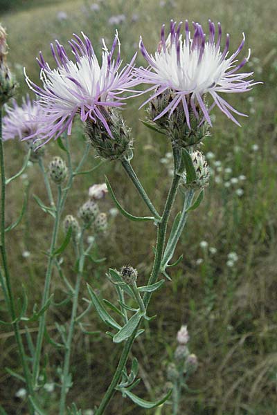 Centaurea stoebe \ Rispen-Flockenblume / Panicled Knapweed, D Mannheim 6.7.2006