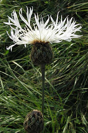 Centaurea scabiosa \ Skabiosen-Flockenblume, D Lampertheim 15.10.2006