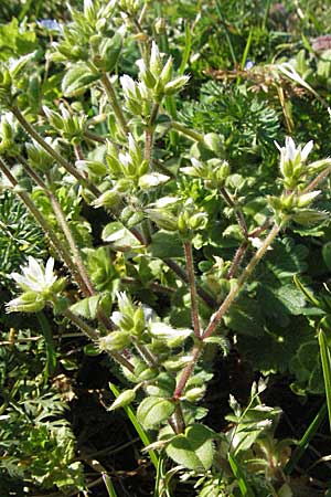 Cerastium glomeratum \ Knuel-Hornkraut / Sticky Mouse-Ear, D Ketsch 11.3.2007