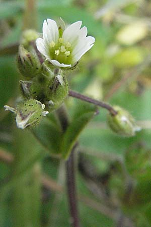 Cerastium semidecandrum \ Sand-Hornkraut / Little Mouse-Ear, D Waghäusel 7.4.2007