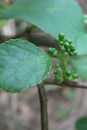 Celastrus orbiculatus / Staff Vine, D Sandhausen 23.4.2007