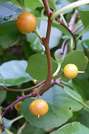 Celastrus orbiculatus / Staff Vine, D Sandhausen 4.10.2007