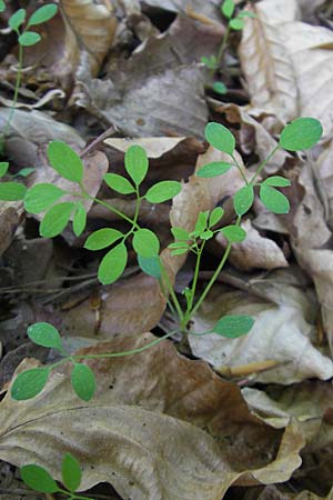 Ceratocapnos claviculata \ Rankender Lerchensporn / Climbing Corydalis, D Frankfurt-Enkheim 21.4.2009