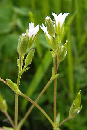 Cerastium dubium / Mouse-Ear, D Lampertheim 1.5.2009