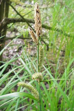 Carex acutiformis \ Sumpf-Segge / Lesser Pond Sedge, D Hemsbach 13.5.2009