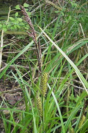 Carex acutiformis \ Sumpf-Segge / Lesser Pond Sedge, D Hemsbach 13.5.2009