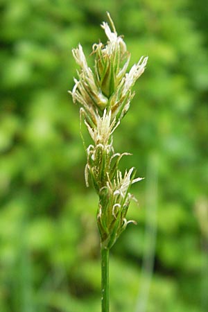 Carex spicata \ Stachel-Segge, Korkfrchtige Segge, D Lampertheim 10.5.2010