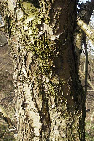 Rhamnus cathartica \ Purgier-Kreuzdorn, Echter Kreuzdorn, D Pfungstadt 12.3.2011