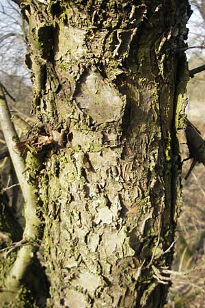 Rhamnus cathartica / Buckthorn, D Pfungstadt 12.3.2011