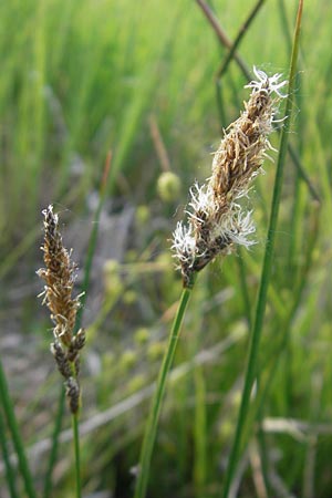 Carex disticha \ Zweizeilige Segge / Brown Sedge, Two-Ranked Sedge, D Graben-Neudorf 9.5.2011