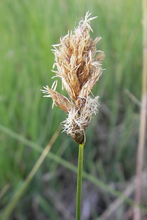 Carex disticha \ Zweizeilige Segge / Brown Sedge, Two-Ranked Sedge, D Graben-Neudorf 9.5.2011