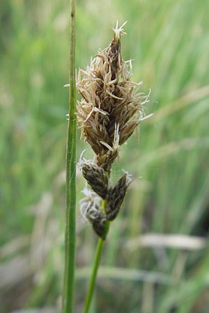 Carex disticha \ Zweizeilige Segge, D Graben-Neudorf 9.5.2011