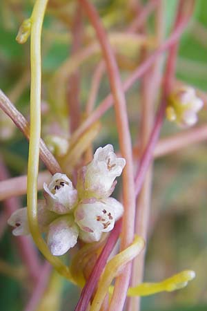 Cuscuta europaea \ Nessel-Seide / Greater Dodder, D Mannheim 4.6.2011