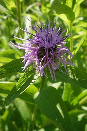 Centaurea pseudophrygia \ Percken-Flockenblume, D Immenstadt 21.6.2011