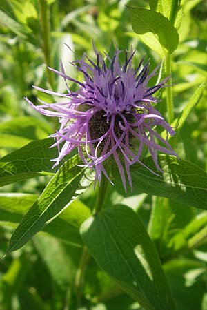 Centaurea pseudophrygia / Wig Knapweed, D Immenstadt 21.6.2011