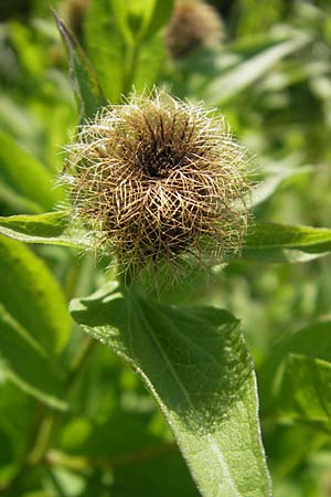 Centaurea pseudophrygia \ Percken-Flockenblume, D Immenstadt 21.6.2011