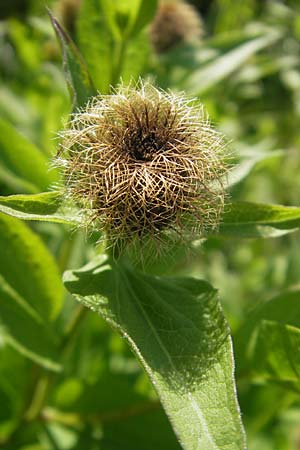 Centaurea pseudophrygia \ Percken-Flockenblume / Wig Knapweed, D Immenstadt 21.6.2011