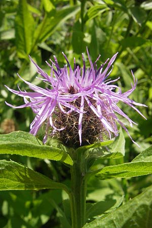 Centaurea pseudophrygia \ Percken-Flockenblume, D Immenstadt 21.6.2011